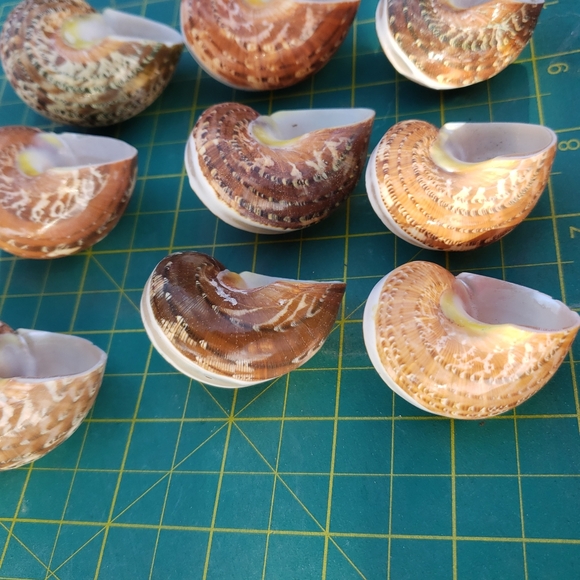 COPY - TAN BROWN TURBO BANDED for hermit crab, art, craft - Picture 6 of 6